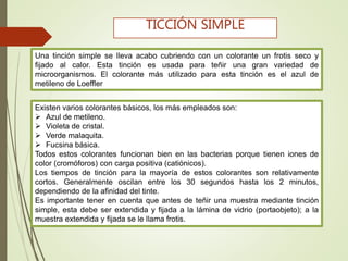Una tinción simple se lleva acabo cubriendo con un colorante un frotis seco y
fijado al calor. Esta tinción es usada para teñir una gran variedad de
microorganismos. El colorante más utilizado para esta tinción es el azul de
metileno de Loeffler
TICCIÓN SIMPLE
Existen varios colorantes básicos, los más empleados son:
 Azul de metileno.
 Violeta de cristal.
 Verde malaquita.
 Fucsina básica.
Todos estos colorantes funcionan bien en las bacterias porque tienen iones de
color (cromóforos) con carga positiva (catiónicos).
Los tiempos de tinción para la mayoría de estos colorantes son relativamente
cortos. Generalmente oscilan entre los 30 segundos hasta los 2 minutos,
dependiendo de la afinidad del tinte.
Es importante tener en cuenta que antes de teñir una muestra mediante tinción
simple, esta debe ser extendida y fijada a la lámina de vidrio (portaobjeto); a la
muestra extendida y fijada se le llama frotis.
 