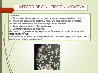 TÉCNICA
1.- En un portaobjetos mezclar una gota de agua y una gota de tinta china.
2.- Añadir una asada de la bacteria y hacer una suspensión con la mezcla.
3.- Extender la suspensión suavemente por el portaobjetos.
4.- Secar al aire el frotis. No fijar a la llama.
5.- Contrateñir con azul de metileno.
6.- Lavar con agua corriente y dejar secar. Observar con aceite de inmersión.
INTERPRETACIÓN
Las cápsulas se observan transparentes en un fondo negro y el cuerpo de la
bacteria se observa de color azul.
MÉTODO DE GIN - TICCIÓN NEGATIVA
 