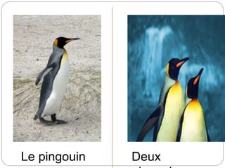 Le pingouin Deux
 