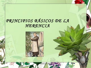 PRINCIPIOS BÁSICOS DE LA HERENCIA Verónica Cabrera 