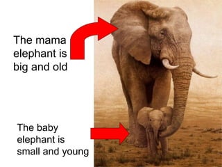 The mama elephant is big and old  The baby elephant is small and young 
