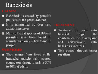 Babesiosis 
CAUSES: 
Babesiosis is caused by parasitic 
protozoa of the genus Babesia. 
It is transmitted by deer tick, 
Ixodes scapularis 
Many different species of Babesia 
parasites have been found in 
animals with only a few found in 
people. 
SYMPTOMS: 
They ranges from fever, chills, 
headache, muscle pain, nausea, 
cough, sore throat, to rash in 30% 
to 40% of adults. 
TREATMENT 
Treatment is with anti-babesial 
drugs, the 
combination of atovaquone 
and azithromycin, anti-babesiosis 
vaccines. 
Tick control through insect 
repellent. 
 