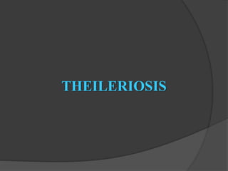 THEILERIOSIS 
 