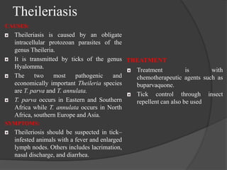 Theileriasis 
CAUSES: 
Theileriasis is caused by an obligate 
intracellular protozoan parasites of the 
genus Theileria. 
It is transmitted by ticks of the genus 
Hyalomma. 
The two most pathogenic and 
economically important Theileria species 
are T. parva and T. annulata. 
T. parva occurs in Eastern and Southern 
Africa while T. annulata occurs in North 
Africa, southern Europe and Asia. 
SYMPTOMS: 
Theileriosis should be suspected in tick– 
infested animals with a fever and enlarged 
lymph nodes. Others includes lacrimation, 
nasal discharge, and diarrhea. 
TREATMENT 
Treatment is with 
chemotherapeutic agents such as 
buparvaquone. 
Tick control through insect 
repellent can also be used 
 