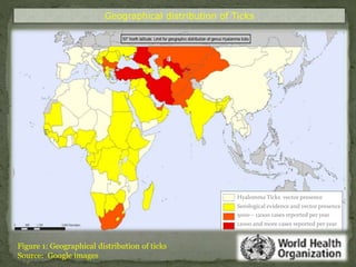 Geographical distribution of Ticks 
Figure 1: Geographical distribution of ticks 
Source: Google images 
Hyalomma Ticks vector presence 
Serological evidence and vector presence 
5000 – 12000 cases reported per year 
12000 and more cases reported per year 
 