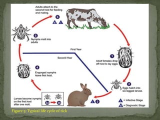 Figure 5: Typical life cycle of tick 
 