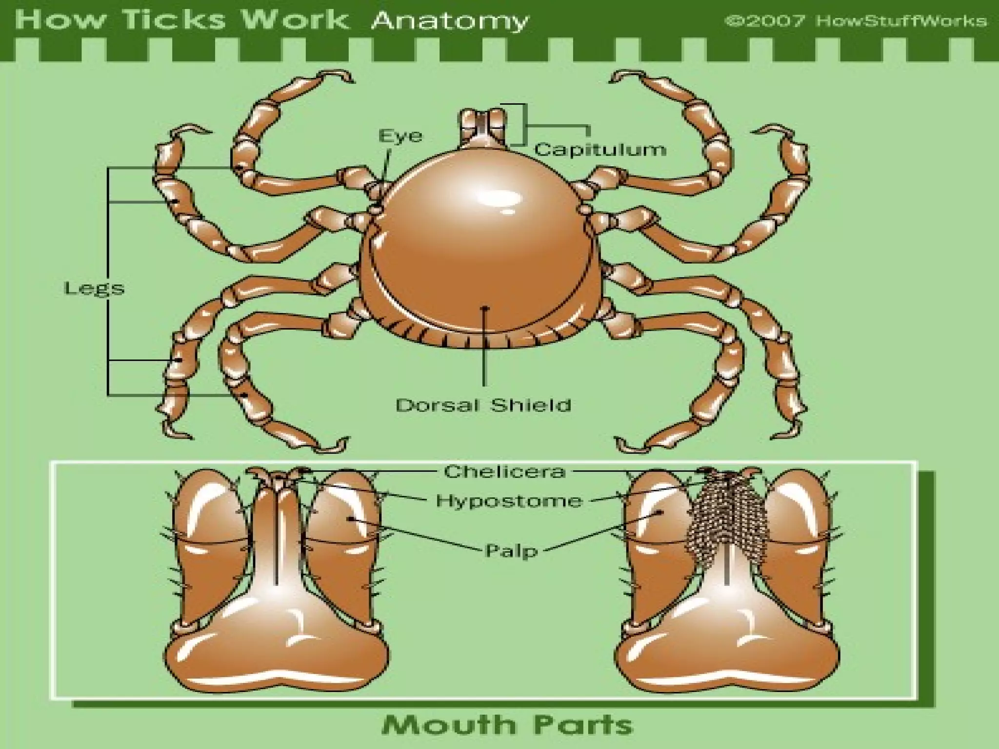Tick bio powerpoint[1] | PPT