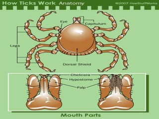 Tick bio powerpoint[1] | PPT