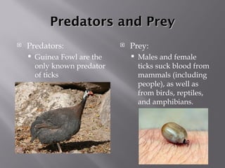 Tick bio powerpoint[1] | PPT