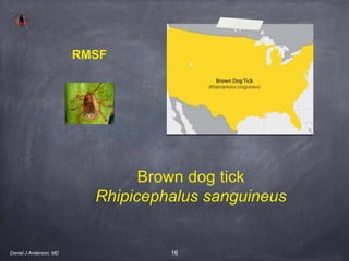 16
Brown dog tick
Rhipicephalus sanguineus
RMSF
Daniel J Anderson, MD
 