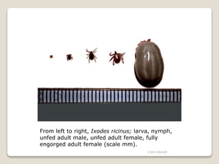 From left to right, Ixodes ricinus; larva, nymph,
unfed adult male, unfed adult female, fully
engorged adult female (scale mm).
ICAR-NBAGR
 