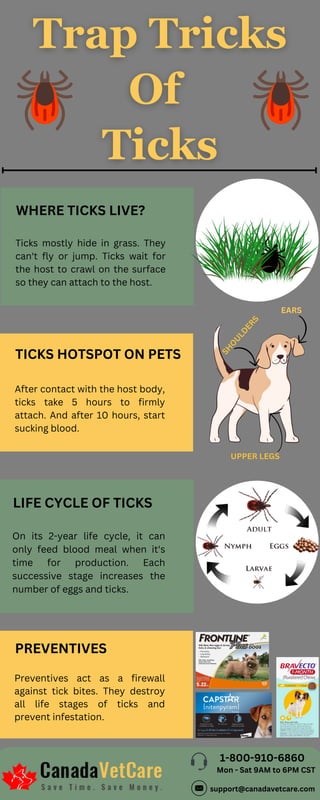 WHERE TICKS LIVE?
Ticks mostly hide in grass. They
can't fly or jump. Ticks wait for
the host to crawl on the surface
so they can attach to the host.
LIFE CYCLE OF TICKS
On its 2-year life cycle, it can
only feed blood meal when it's
time for production. Each
successive stage increases the
number of eggs and ticks.
1-800-910-6860
Mon - Sat 9AM to 6PM CST
support@canadavetcare.com
TICKS HOTSPOT ON PETS
After contact with the host body,
ticks take 5 hours to firmly
attach. And after 10 hours, start
sucking blood.
EARS
S
H
O
U
L
D
E
R
S
UPPER LEGS
PREVENTIVES
Preventives act as a firewall
against tick bites. They destroy
all life stages of ticks and
prevent infestation.
 