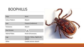 BOOPHILUS
Palps Short
Colour Pattern Absent
Eyes Present (Indistinct)
Festoones Absent
Anal Groove
Adanal Plates Anals & Accessory
Legs Slender, Yellow, Slightly be
added
Other Caudal process absent
 