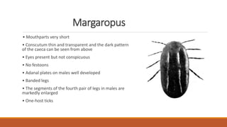 Margaropus
• Mouthparts very short
• Conscutum thin and transparent and the dark pattern
of the caeca can be seen from above
• Eyes present but not conspicuous
• No festoons
• Adanal plates on males well developed
• Banded legs
• The segments of the fourth pair of legs in males are
markedly enlarged
• One-host ticks
 