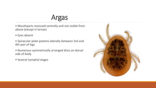 Argas
• Mouthparts recessed ventrally and not visible from
above (except in larvae)
• Eyes absent
• Spiracular plate postero-laterally between 3rd and
4th pair of legs
• Numerous symmetrically arranged discs on dorsal
side of body
• Several nymphal stages
 