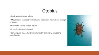 Otobius
• Dark, violin-shaped adults
• Mouthparts recessed ventrally and not visible from above (except
in larvae)
• No lateral suture line on adults
• Nymphs diamond-shaped
• Larvae pear-shaped with clearly visibly anteriorly projecting
mouthparts
 
