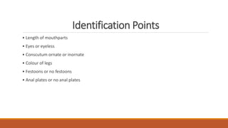 Identification Points
• Length of mouthparts
• Eyes or eyeless
• Conscutum ornate or inornate
• Colour of legs
• Festoons or no festoons
• Anal plates or no anal plates
 