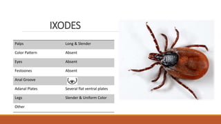 IXODES
Palps Long & Slender
Color Pattern Absent
Eyes Absent
Festoones Absent
Anal Groove
Adanal Plates Several flat ventral plates
Legs Slender & Uniform Color
Other
 