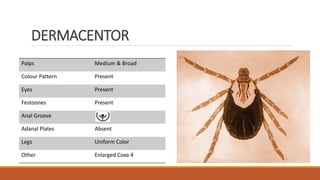 DERMACENTOR
Palps Medium & Broad
Colour Pattern Present
Eyes Present
Festoones Present
Anal Groove
Adanal Plates Absent
Legs Uniform Color
Other Enlarged Coxa 4
 