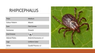 RHIPICEPHALUS
Palps Medium
Colour Pattern Absent
Eyes Flat-Convex
Festoones Present
Anal Groove
Adanal Plates Anals & Accessory +/-
Legs Uniform Color
Other Caudal Process +/-
 
