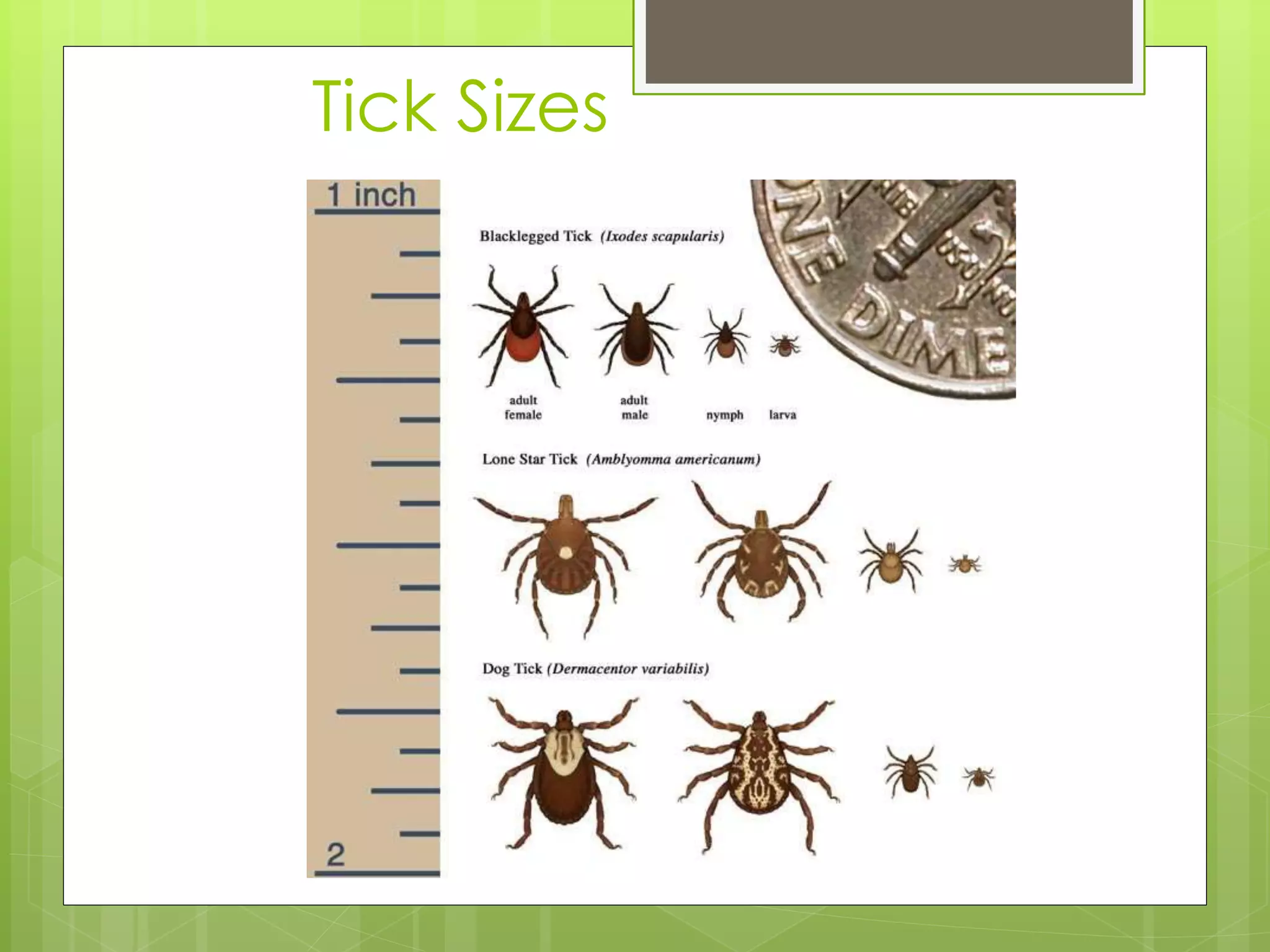 Tick Sizing Ticks and the Diseases they Carry | PPTX
