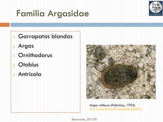 Familia Argasidae
➢ Garrapatas blandas
➢ Argas
➢ Ornithodorus
➢ Otobius
➢ Antricola
Argas reflexus (Fabricius, 1794)
http://www.biolib.cz/en/taxonimage/id65874/
(Benavides, 2017)©
 