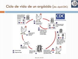 Ciclo de vida de un argásido (de: dpd.CDC)
(Benavides, 2017)©
 