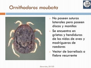 Ornithodoros moubata
➢ No poseen suturas
laterales pero poseen
discos y mamilas
➢ Se encuentra en
grietas y hendiduras
de los nidos de aves y
madrigueras de
roedores
➢ Vector de borreliosis o
fiebre recurrente
(Benavides, 2017)©
 