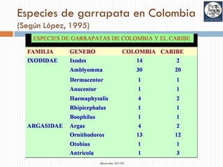 Especies de garrapata en Colombia
(Según López, 1995)
(Benavides, 2017)©
 