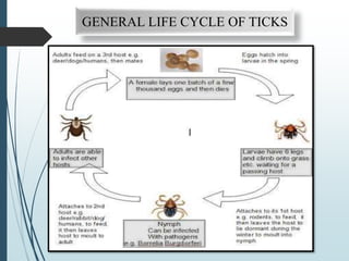 Ticks and its parasitic adaptations | PPTX