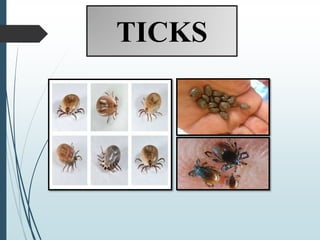 TICKS
 