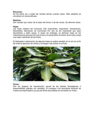 Renuevos: 
Se les llama así a todas las ramitas tiernas cuando nacen. Más adelante se convierten en ramas leñosas. 
Retoños: Son ramitas que nacen de la base del tronco o de las raíces. Se eliminan todos. Hojas: 
Las hojas realizan las funciones más importantes: respiración, transpiración, fotosíntesis, fabricación de hormonas) Por eso es tan importante que sean abundantes y estén sanas. A veces sin embargo, se eliminan hojas en los melocotoneros para permitir que el aire y el sol penetren al interior de la copa y haya una mejor coloración de los frutos. 
El deshojado o eliminación de algunas hojas se realiza también en la vid con el fin de evitar la aparición de mohos y conseguir más dulzor en el fruto. 
Flores: Son los órganos de reproducción sexual de las plantas fanerógamas o espermatofitas (plantas con semillas). El conseguir una abundante floración es nuestro principal objetivo ya que las flores fecundadas se convierten en frutos. 
 