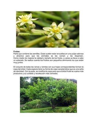 Frutos: Parte que contiene las semillas. Estas suelen estar envueltas en una pulpa sabrosa y atractiva para que los animales se las coman y las dispersen. Como medio de mejorar la calidad y tamaño de los frutos, a veces se lleva a cabo un aclarado. Se realiza cuando los frutitos son pequeños eliminando los que están muy juntos. 
El conjunto de todas las ramas y ramitas con sus hojas correspondientes forman la copa del árbol. Cada especie tiene su forma de copa característica que es una seña de identidad. Con la poda, se modifica la copa para que el árbol frutal se vuelva más productivo y su cuidado y recolección más cómodos. 
 