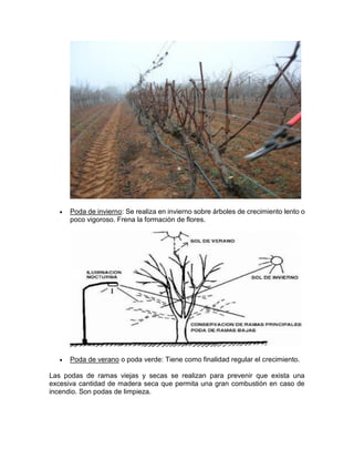  Poda de invierno: Se realiza en invierno sobre árboles de crecimiento lento o poco vigoroso. Frena la formación de flores. 
 Poda de verano o poda verde: Tiene como finalidad regular el crecimiento. 
Las podas de ramas viejas y secas se realizan para prevenir que exista una excesiva cantidad de madera seca que permita una gran combustión en caso de incendio. Son podas de limpieza.  