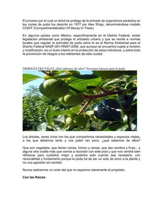 El proceso por el cual un árbol se protege de la entrada de organismos parásitos en los cortes de poda fue descrito en 1977 por Alex Shigo, denominándose modelo CODIT (Compartmentalization Of Decay In Trees). 
En algunos países como México, específicamente en el Distrito Federal, existe legislación ambiental que protege el arbolado urbano y que se remite a normas locales que regulan la actividad de poda como lo es la Norma Ambiental para el Distrito Federal NADF-001-RNAT-2006, que aunque se encuentra sujeta a revisión y modificación, es un buen intento en la protección de estos individuos, y sobre todo la prevención de riesgos a los habitantes de esta ciudad. 
ÁRBOLES FRUTALES ¿Qué sabemos de ellos? Nociones básicas para la poda 
Los árboles, seres vivos con los que compartimos necesidades y espacios vitales, a los que debemos tanto y nos piden tan poco, ¿qué sabemos de ellos? Que son vegetales, que tienen raíces, tronco y ramas, que dan sombra y fruta... y alguna otra cosilla más que vamos a recordar con este post y que nos vendrá bien refrescar para cuidarlos mejor y podarlos solo cuando sea necesario, con racionalidad y fundamento porque la poda ha de ser un acto de amor a la planta y no una agresión sin sentido. 
Nunca realicemos un corte del que no sepamos claramente el propósito. 
Con las Raíces 
 