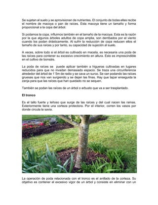 Se sujetan al suelo y se aprovisionan de nutrientes. El conjunto de todas ellas recibe el nombre de macoya o pan de raíces. Esta macoya tiene un tamaño y forma proporcional a la copa del árbol. 
Si podamos la copa, influimos también en el tamaño de la macoya. Esta es la razón por la que algunos árboles adultos de copa amplia, son derribados por el viento cuando los podan drásticamente. Al sufrir la reducción de copa reducen ellos el tamaño de sus raíces y por tanto, su capacidad de sujeción al suelo. 
A veces, sobre todo si el árbol es cultivado en maceta, es necesaria una poda de las raíces para contener su excesivo crecimiento en altura. Esto es imprescindible en el cultivo de bonsáis. 
La poda de raíces se puede aplicar también a higueras cultivadas en lugares reducidos para que no invadan demasiado espacio. Se traza una circunferencia alrededor del árbol de 1´5m de radio y se cava un surco. Se van podando las raíces gruesas que nos van surgiendo y se dejan las finas. Hay que tapar enseguida la zanja para que las raíces que han quedado no se sequen. 
También se podan las raíces de un árbol o arbusto que va a ser trasplantado. 
El tronco 
Es el tallo fuerte y leñoso que surge de las raíces y del cual nacen las ramas. Exteriormente tiene una corteza protectora. Por el interior, corren los vasos por donde circula la savia. 
La operación de poda relacionada con el tronco es el anillado de la corteza. Su objetivo es contener el excesivo vigor de un árbol y consiste en eliminar con un  