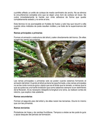 cuchillito afilado un anillo de corteza de medio centímetro de ancho. No se elimina la circunferencia completa sino que se dejan unos 3cm de corteza sin tocar. Se cubre inmediatamente la herida con cinta adhesiva de forma que quede completamente aislado y no entre el aire. 
Esta técnica no es aconsejable en frutales de hueso y solo hay que recurrir a ella cuando otros métodos de poda resulten inútiles y se trate de la supervivencia del árbol. 
Ramas principales o primarias 
Forman el armazón o estructura del árbol y salen directamente del tronco. De ellas surgen las ramas secundarias. 
Las ramas principales o primarias solo se podan cuando estamos formando el armazón del árbol. Cuando el árbol ya tiene la copa formada, a las ramas principales no se les corta nunca la guía o ápice que es el brote que la remata, a menos que lo que se quiera es una fuerte brotación que como sabemos siempre va en detrimento de la floración. Si es necesario rebajarle la longitud a la rama, se realizan cortes de retorno, que explico más adelante. 
Ramas secundarias 
Forman el segundo piso del árbol y de ellas nacen las terciarias. Ocurre lo mismo que con las primarias. 
Ramas terciarias 
Portadoras de hojas y de ramitas fructíferas. Tampoco a éstas se les poda la guía o ápice después del periodo de formación.  