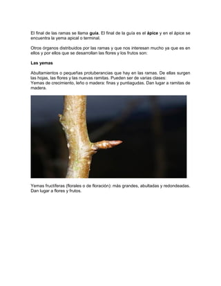El final de las ramas se llama guía. El final de la guía es el ápice y en el ápice se encuentra la yema apical o terminal. 
Otros órganos distribuidos por las ramas y que nos interesan mucho ya que es en ellos y por ellos que se desarrollan las flores y los frutos son: 
Las yemas 
Abultamientos o pequeñas protuberancias que hay en las ramas. De ellas surgen las hojas, las flores y las nuevas ramitas. Pueden ser de varias clases: 
Yemas de crecimiento, leño o madera: finas y puntiagudas. Dan lugar a ramitas de madera. 
Yemas fructíferas (florales o de floración): más grandes, abultadas y redondeadas. Dan lugar a flores y frutos. 
 