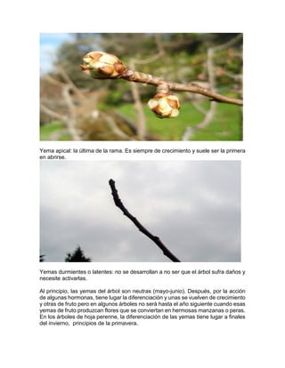Yema apical: la última de la rama. Es siempre de crecimiento y suele ser la primera en abrirse. 
Yemas durmientes o latentes: no se desarrollan a no ser que el árbol sufra daños y necesite activarlas. 
Al principio, las yemas del árbol son neutras (mayo-junio). Después, por la acción de algunas hormonas, tiene lugar la diferenciación y unas se vuelven de crecimiento y otras de fruto pero en algunos árboles no será hasta el año siguiente cuando esas yemas de fruto produzcan flores que se conviertan en hermosas manzanas o peras. 
En los árboles de hoja perenne, la diferenciación de las yemas tiene lugar a finales del invierno, principios de la primavera. 
 