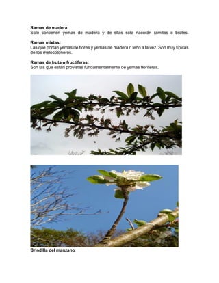 Ramas de madera: 
Solo contienen yemas de madera y de ellas solo nacerán ramitas o brotes. Ramas mixtas: 
Las que portan yemas de flores y yemas de madera o leño a la vez. Son muy típicas de los melocotoneros. 
Ramas de fruta o fructíferas: 
Son las que están provistas fundamentalmente de yemas floríferas. 
Brindilla del manzano 
 