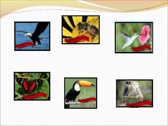 Resultado de imagen para animales aereos