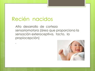 Recién nacidos
 Alto desarrollo de corteza
 sensoriomotora (àrea que proporciona la
 sensación exteroceptiva, tacto, la
 propiocepción)
 .
 