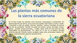 En la flora existen los arbustos como senecios, chuquiraguas y borracheras. En
algunas lagunas hay totoras, unos juncos que pueden medir hasta un metro y medio,
y equisetos o colas de caballo, líquenes, zapatitos, verbena, lancetillas de páramo
que son las principales. También se puede ver arrayán, quinua, bromelias, chilcas,
galuay, , porotillo, amay,pumamaqui, , motilón, sigse, laurel de cera entre los más
impancetillas de páramoortantes. Por último en lo que es el Bosque Húmedo
podemos apreciar romerillo, acacia, eucalipto, ciprez, pino, pumamaqui, retama, mil,
pencos, chilcas.(Ecuador regiones naturales,2013)
 
