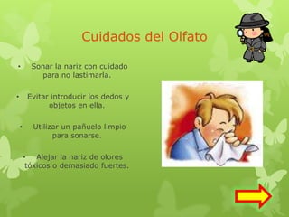 Cuidados del Olfato
• Sonar la nariz con cuidado
para no lastimarla.
• Evitar introducir los dedos y
objetos en ella.
• Utilizar un pañuelo limpio
para sonarse.
• Alejar la nariz de olores
tóxicos o demasiado fuertes.
 