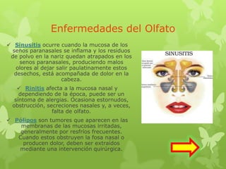 Enfermedades del Olfato
 Sinusitis ocurre cuando la mucosa de los
senos paranasales se inflama y los residuos
de polvo en la nariz quedan atrapados en los
senos paranasales, produciendo malos
olores al dejar salir paulatinamente estos
desechos, está acompañada de dolor en la
cabeza.
 Rinitis afecta a la mucosa nasal y
dependiendo de la época, puede ser un
síntoma de alergias. Ocasiona estornudos,
obstrucción, secreciones nasales y, a veces,
falta de olfato.
 Pólipos son tumores que aparecen en las
membranas de las mucosas irritadas,
generalmente por resfríos frecuentes.
Cuando estos obstruyen la fosa nasal o
producen dolor, deben ser extraídos
mediante una intervención quirúrgica.
 