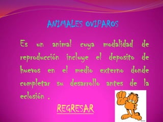 ANIMALES OVIPAROS
Es un animal cuya modalidad de
reproducción incluye el deposito de
huevos en el medio externo donde
completar su desarrollo antes de la
eclosión .
REGRESAR
 