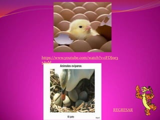 REGRESAR
https://www.youtube.com/watch?v=iFDJoe3
5AsM
 