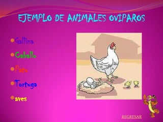 EJEMPLO DE ANIMALES OVIPAROS
Gallina
Caballo
Pato
Tortuga
aves
REGRESAR
 
