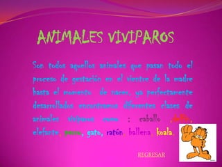 ANIMALES VIVIPAROS
Son todos aquellos animales que pasan todo el
proceso de gestación en el vientre de la madre
hasta el momento de nacer. ya perfectamente
desarrollados encontramos diferentes clases de
animales vivíparos como : caballo ,delfín,
elefante, perro, gato, ratón, ballena, koala.
REGRESAR
 