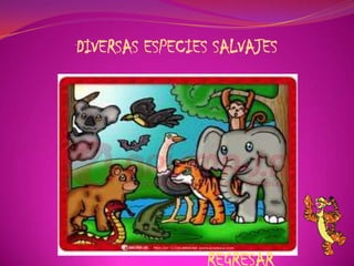 DIVERSAS ESPECIES SALVAJES
REGRESAR
 